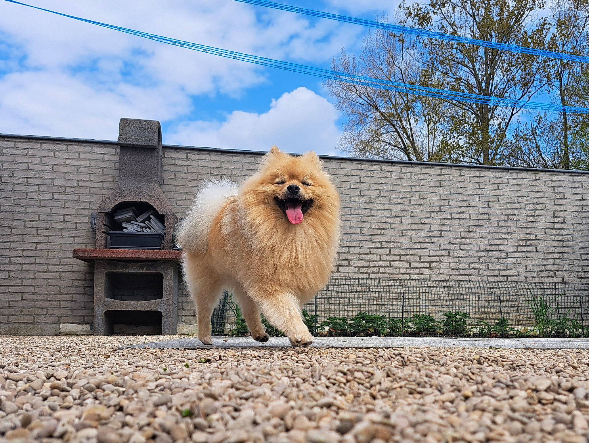 Rexy participe au concours pour gagner de l'argent avec cette photo : asphalt, canidae, carnivore, cloud, companion_dog, dog, dog_breed, fawn, fur, german_spitz, german_spitz_klein, german_spitz_mittel, plant, road_surface, sky, snout, spitz, sporting_group, tail, tree