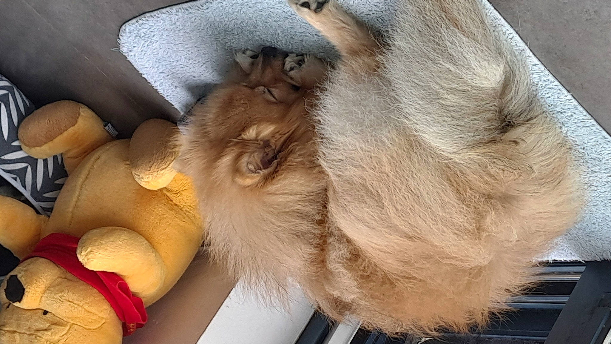 Rexy participe au concours pour gagner de l'argent avec cette photo : canidae, carnivore, cat, claw, comfort, companion_dog, dog_breed, fawn, felidae, fur, nap, paw, small_to_medium_sized_cats, snout, tail, whiskers