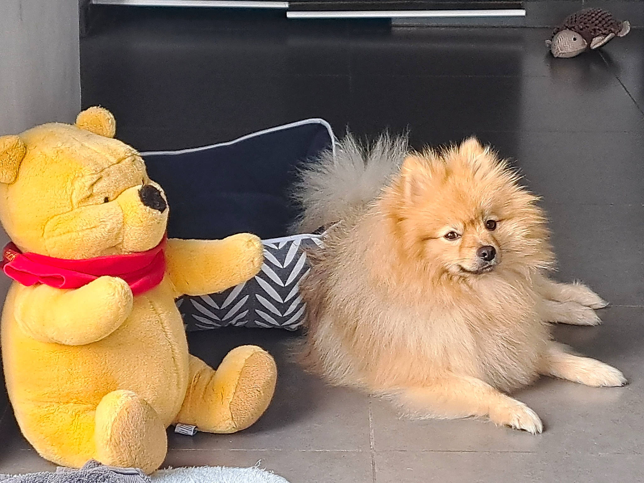 Rexy participe au concours pour gagner de l'argent avec cette photo : carnivore, companion_dog, dog, dog_breed, fawn, felidae, fur, german_spitz, mammal, paw, plush, pomeranian, snout, spitz, stuffed_toy, tail, toy, toy_dog, whiskers, working_animal