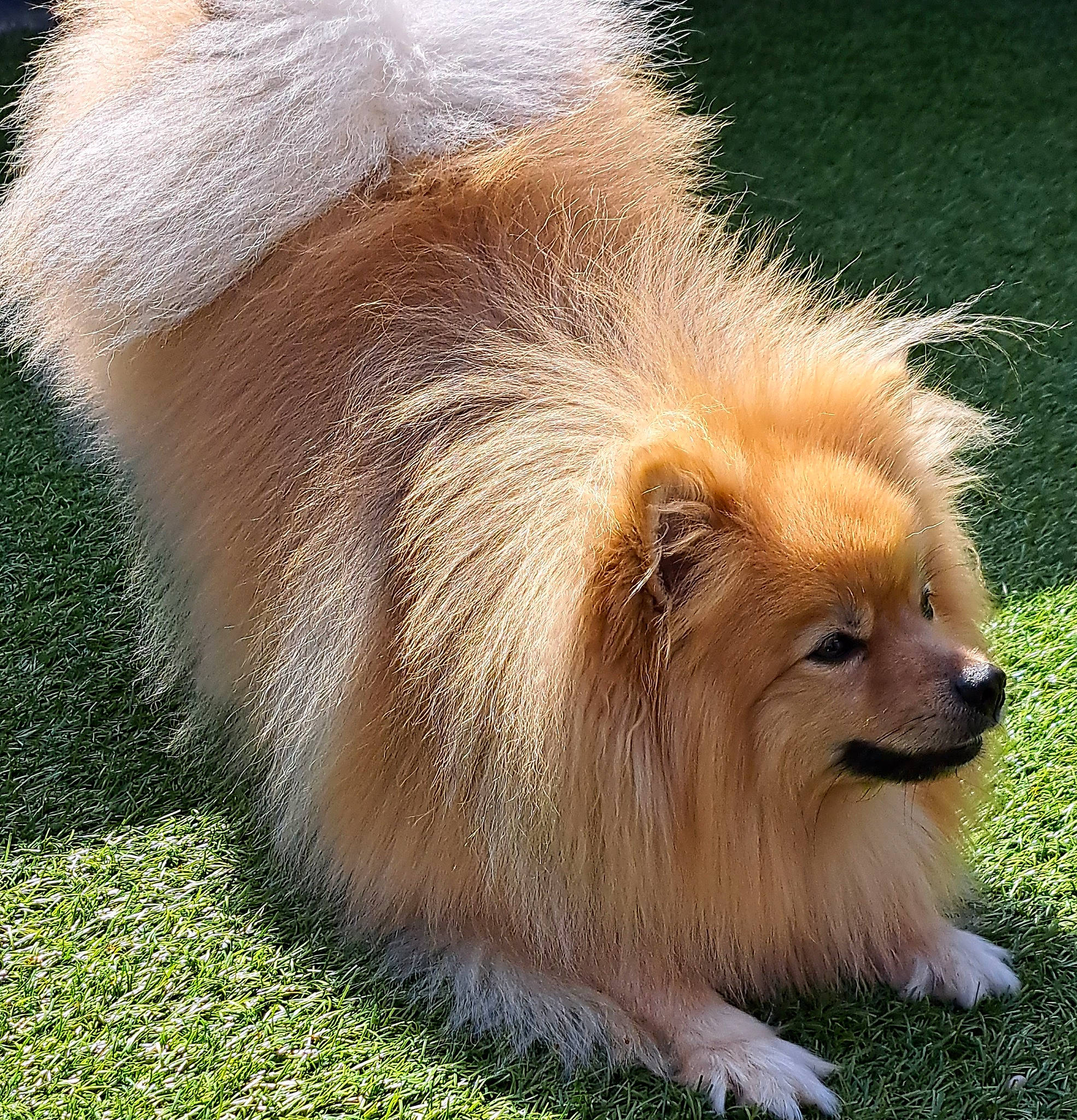 Rexy a rejoint le concours — aidez-le/la à gagner de superbes lots ! canidae, carnivore, companion_dog, dog, dog_breed, fawn, fur, german_spitz, german_spitz_klein, german_spitz_mittel, grass, liver, snout, spitz, sporting_group, tail, terrestrial_animal, volpino_italiano, whiskers, wildlife