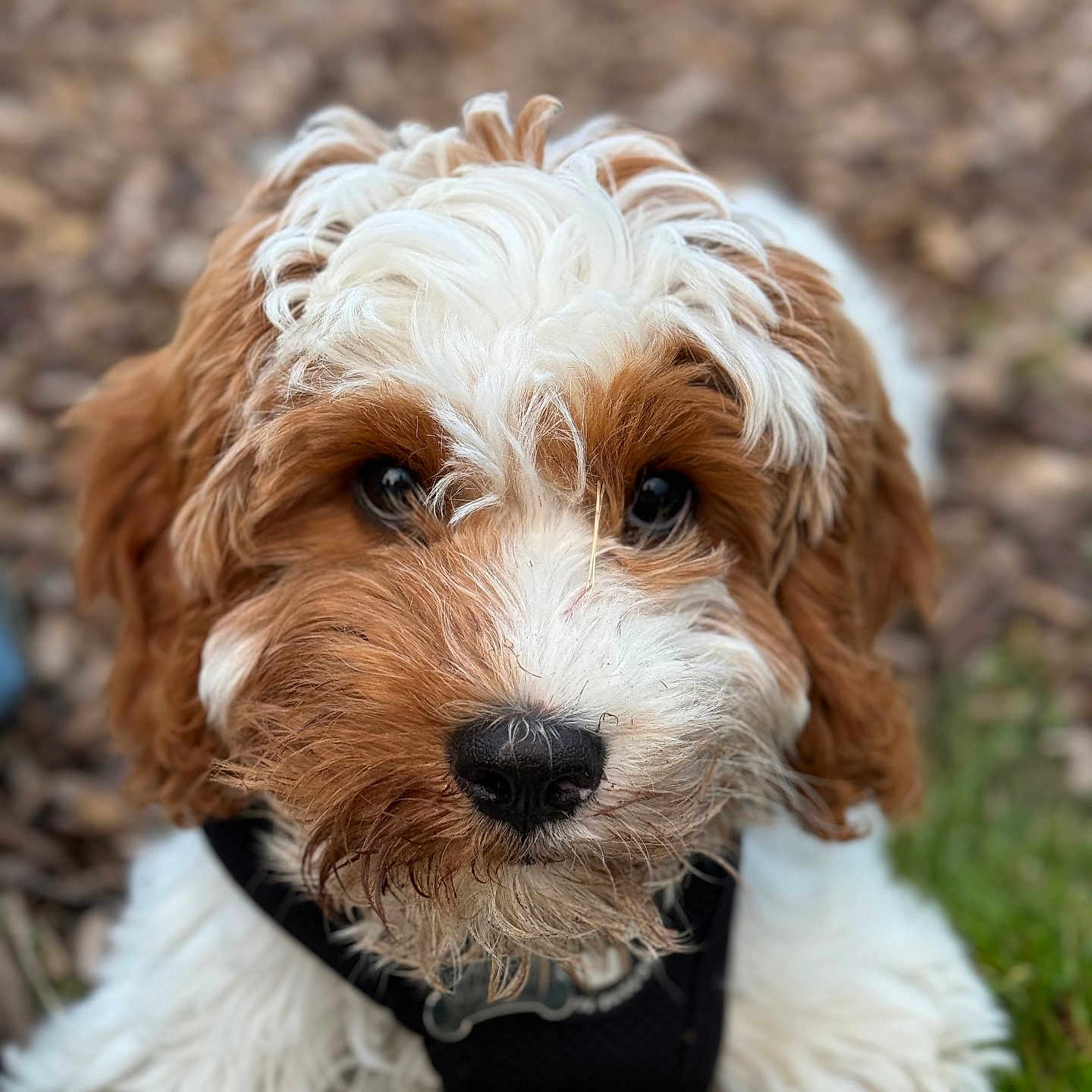 Sid is registered to the contest to win money with this photo: accessories, airedale, animal, ball, canine, cockerspaniel, dog, football, grass, hound, lawn, pet, plant, poodle, puppy, soccer, soccerball, sport, terrier, whitedog