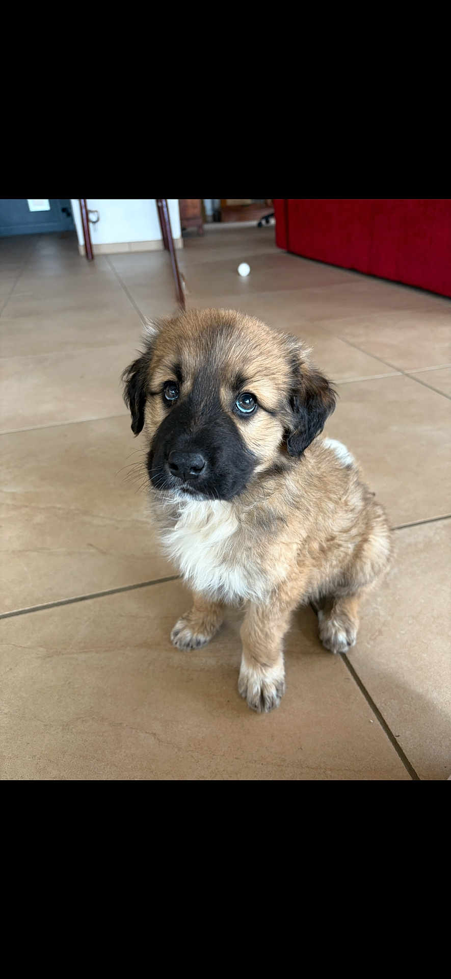 Abbu participe au concours pour gagner de l'argent avec cette photo : puppy, dog, indoor, floor, tile, cute, fluffy, young, pet, looking_up, small, brown, black_markings, fur, animal, domestic, companion, sitting, ears, eyes
