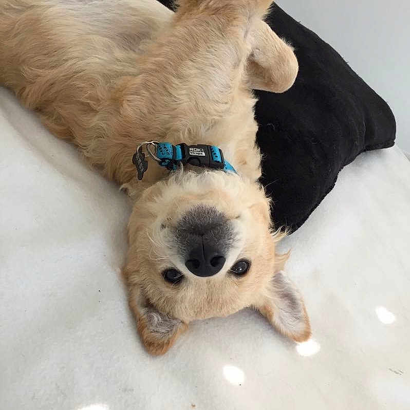 Sam