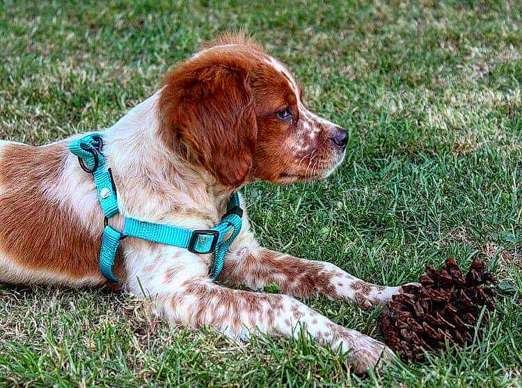 Oska participe au concours pour gagner de l'argent avec cette photo : brittany, canidae, carnivore, companion_dog, dog, dog_breed, french_spaniel, german_longhaired_pointer, hunting_dog, liver, mammal, picardy_spaniel, pointing_breed, rare_breed_dog, setter, spaniel, sporting_group, vertebrate, welsh_springer_spaniel