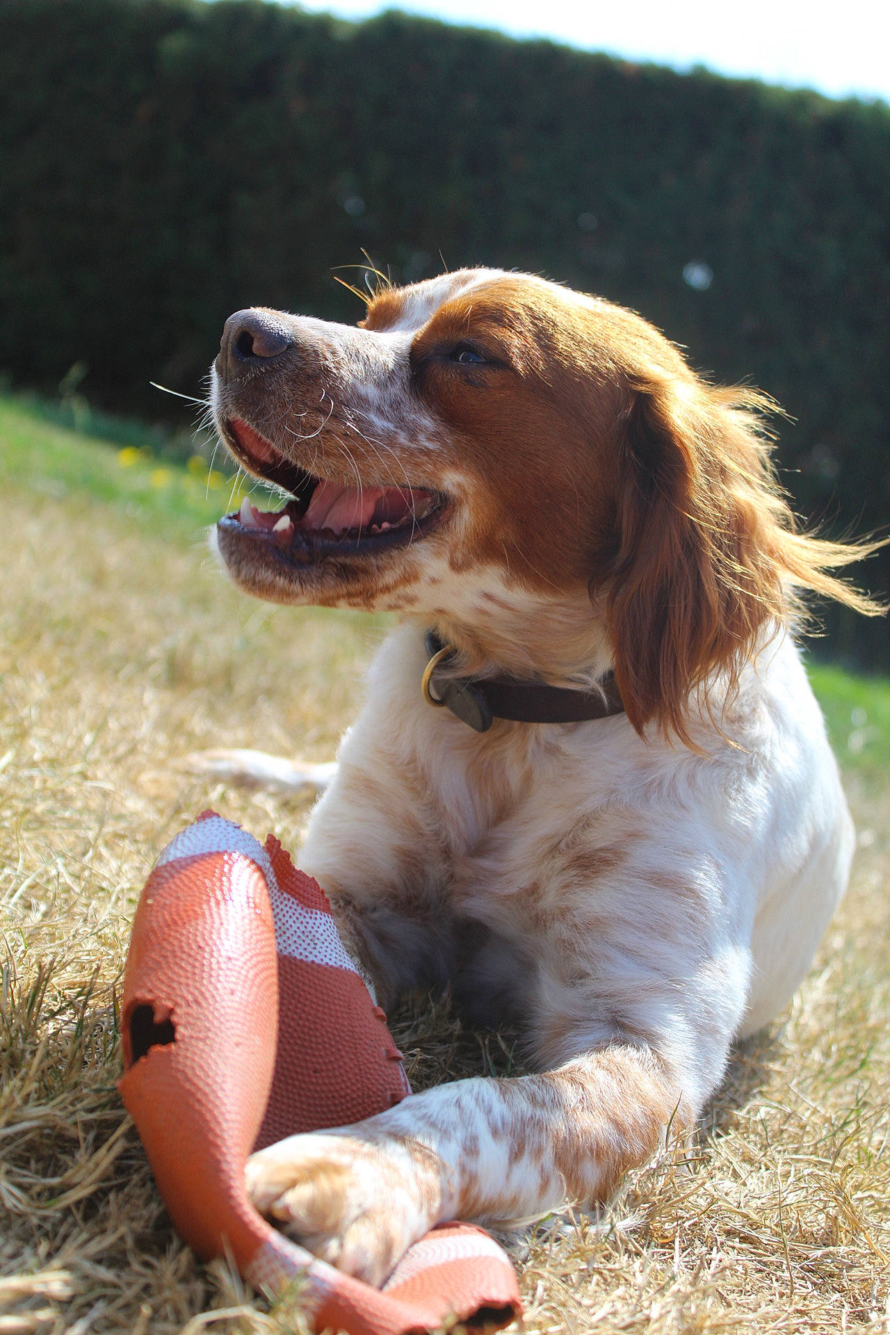 Oska a rejoint le concours — aidez-le/la à gagner de superbes lots ! brittany, canidae, carnivore, companion_dog, dog, dog_breed, drentse_patrijshond, french_spaniel, german_longhaired_pointer, hunting_dog, irish_red_and_white_setter, kooikerhondje, mammal, rare_breed_dog, setter, spaniel, sporting_group, vertebrate, welsh_springer_spaniel