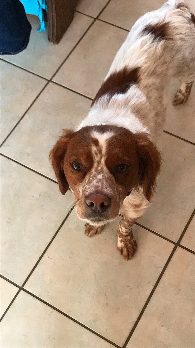 Oska participe au concours pour gagner de l'argent avec cette photo : blue_picardy_spaniel, brittany, canidae, carnivore, companion_dog, dog, dog_breed, english_setter, french_spaniel, german_longhaired_pointer, german_spaniel, irish_red_and_white_setter, mammal, russian_spaniel, setter, small_munsterlander, spaniel, sporting_group, vertebrate, welsh_springer_spaniel