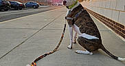 Zero is registered to the contest to win money with this photo: brick_building, brindle_coat, canine, cars, collar, concrete, dog, evening, harness, leash, looking_back, parking_lot, pavement, pet, playful, sidewalk, sitting, sky, sunset, urban