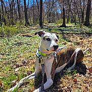Zero joined the competition — help win amazing prizes! alert, bandana, brindle_coat, canine, collar, dog, forest, grass, leash, leaves, muzzle, nature, outdoors, paws, pet, portrait, resting, sitting, sunlight, trees