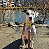 Zero joined the competition — help win amazing prizes! apartment_building, attentive, canine, collar, dog, leash, outdoors, path, pet, pond, portrait, rocks, shadow, short_hair, sitting, sunlight, trees, water, white_dog, winter