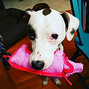 Zero joined the competition — help win amazing prizes! dog, puppy, white_dog, pink_toy, plush_toy, close_up, big_eyes, black_nose, indoor, wooden_floor, blue_chair, paw, spots, attentive, pet, playful, portrait, mouth, ears, adorable