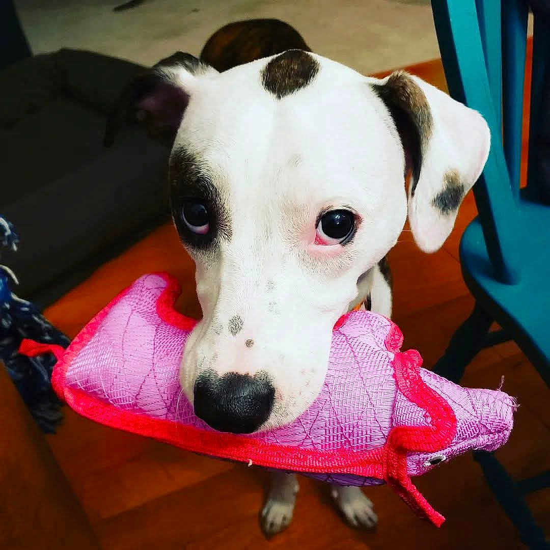 Zero joined the competition — help win amazing prizes! dog, puppy, white_dog, pink_toy, plush_toy, close_up, big_eyes, black_nose, indoor, wooden_floor, blue_chair, paw, spots, attentive, pet, playful, portrait, mouth, ears, adorable