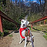 Zero joined the competition — help win amazing prizes! blue_sky, brindle, canine, concrete, dog, forest, leafless_trees, leash, nature, outdoors, path, paws, portrait, red_harness, sidewalk, sitting, steps, trees, white_dog, wooden_railing