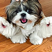 Sookie joined the competition — help win amazing prizes! dog, puppy, fluffy, bow, pet, cute, happy, tongue_out, fur, small_dog, indoor, wooden_floor, animal, face, paws, playful, adorable, companion, friendly, cute_pet