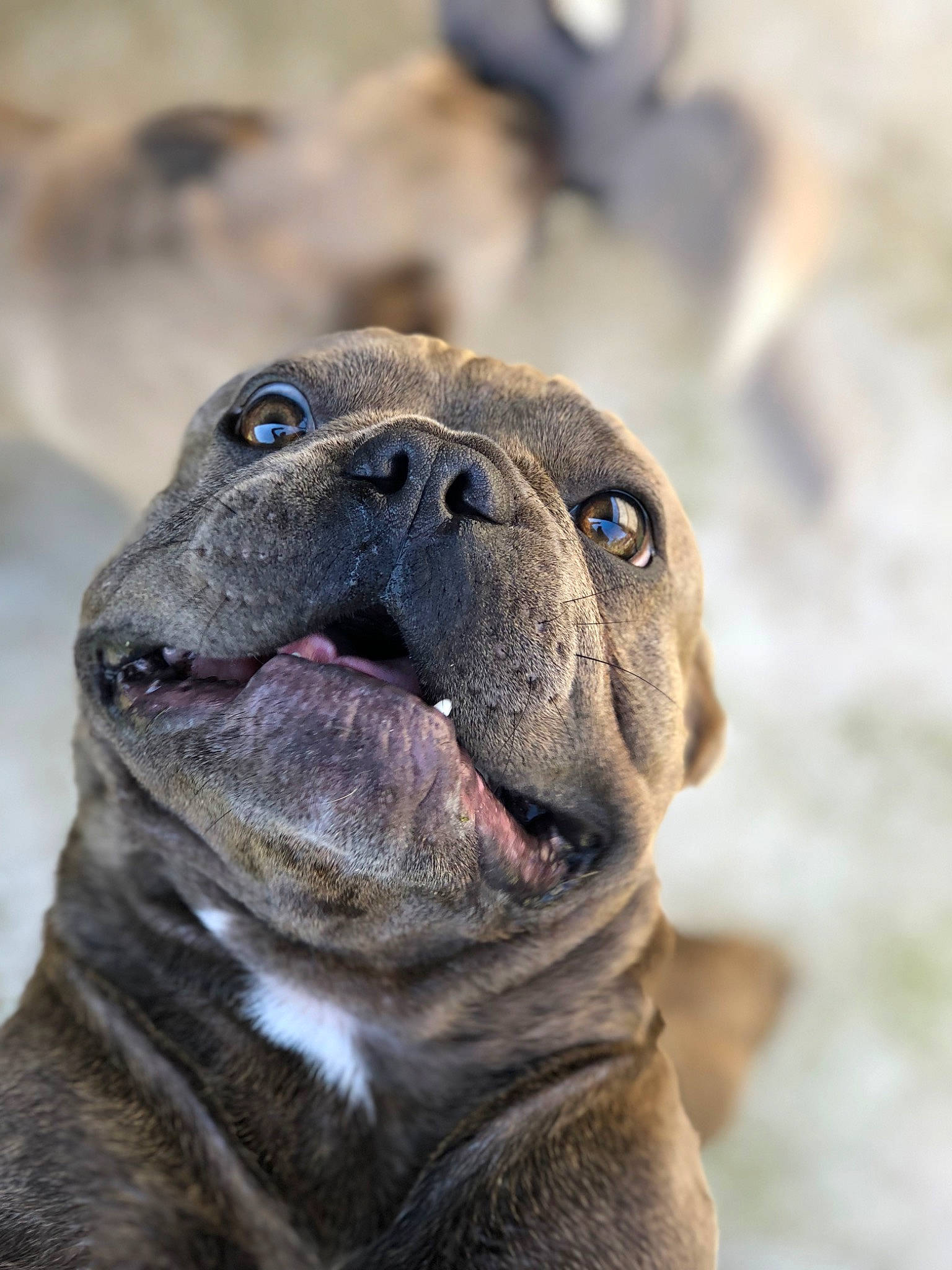 Turbo is registered to the contest to win money with this photo: ancient_dog_breeds, bulldog, canidae, carnivore, collar, companion_dog, dog, dog_breed, dog_collar, molosser, non_sporting_group, pug, snout, sporting_group, terrestrial_animal, toy_dog, whiskers, working_animal, working_dog, wrinkle