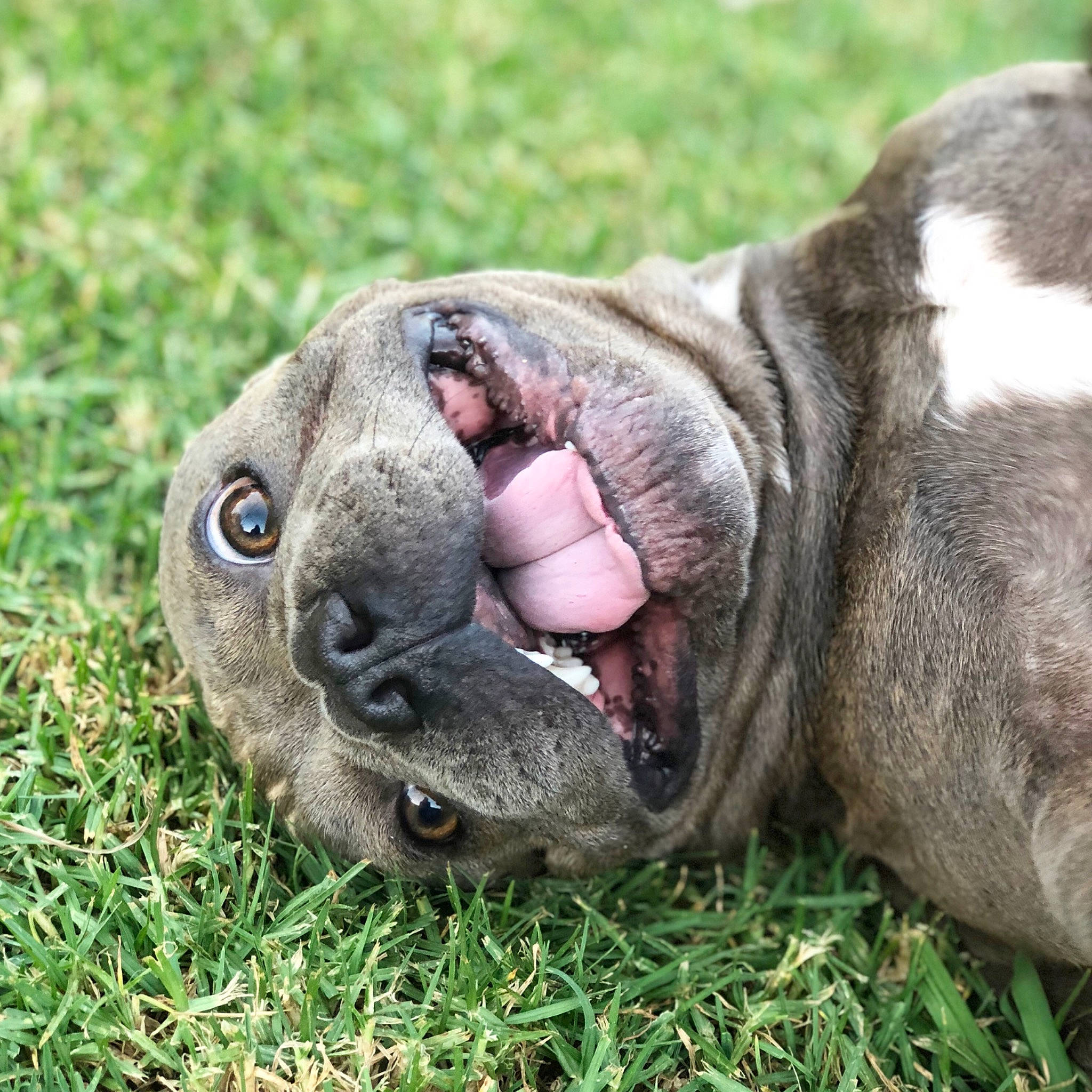 Turbo is registered to the contest to win money with this photo: canidae, carnivore, close_up, collar, companion_dog, dog, dog_breed, fawn, fur, grass, liver, molosser, puppy, snout, sporting_group, terrestrial_animal, whiskers, wildlife, working_animal, wrinkle