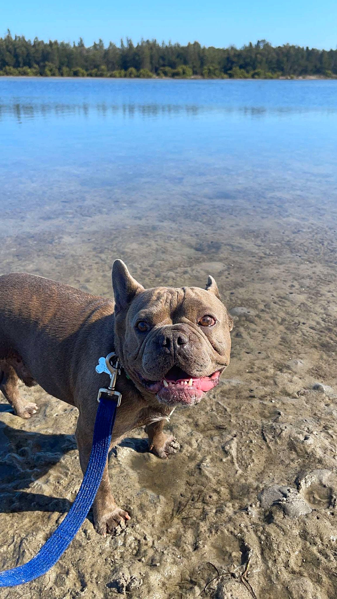 Turbo is registered to the contest to win money with this photo: adventure, bulldog, canidae, carnivore, collar, companion_dog, dog, dog_breed, dog_collar, fawn, lake, reservoir, sky, snout, soil, sporting_group, terrestrial_animal, water, working_animal, wrinkle