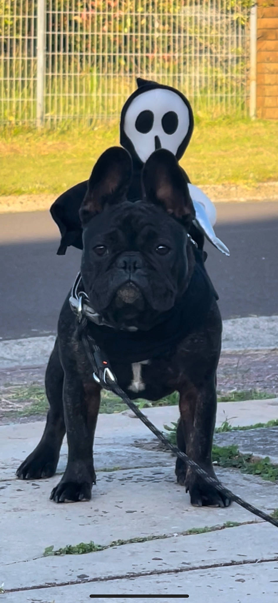 Lilo joined the competition — help win amazing prizes! ancient_dog_breeds, canidae, carnivore, collar, companion_dog, dog, dog_breed, dog_collar, fawn, fur, grass, non_sporting_group, plant, snout, sporting_group, tail, terrestrial_animal, water, working_animal, working_dog