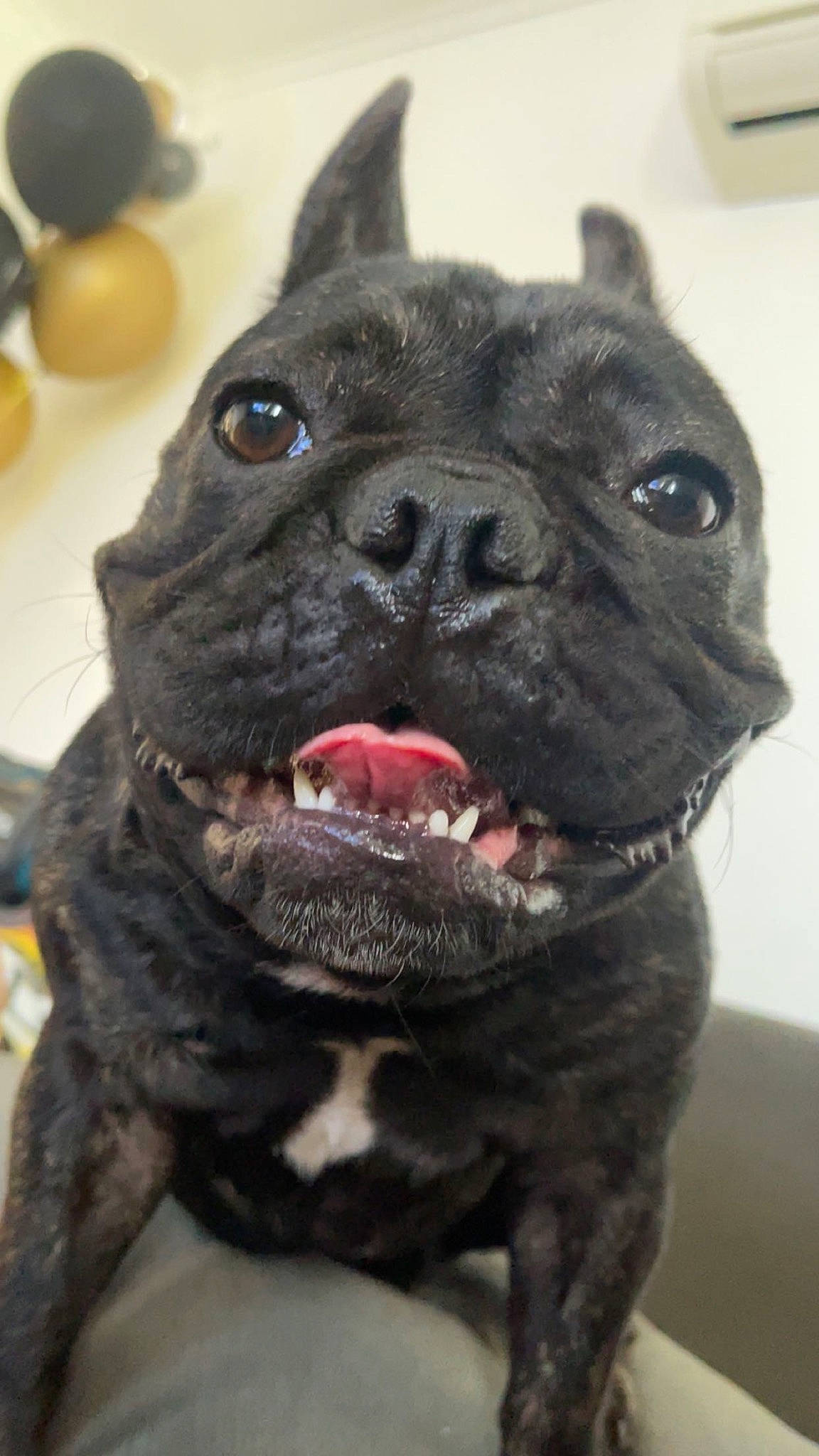 Lilo joined the competition — help win amazing prizes! bulldog, canidae, carnivore, collar, companion_dog, dog, dog_breed, dog_collar, ear, fawn, fruit, fur, jaw, mixing_bowl, snout, sporting_group, toy_dog, whiskers, working_animal, wrinkle