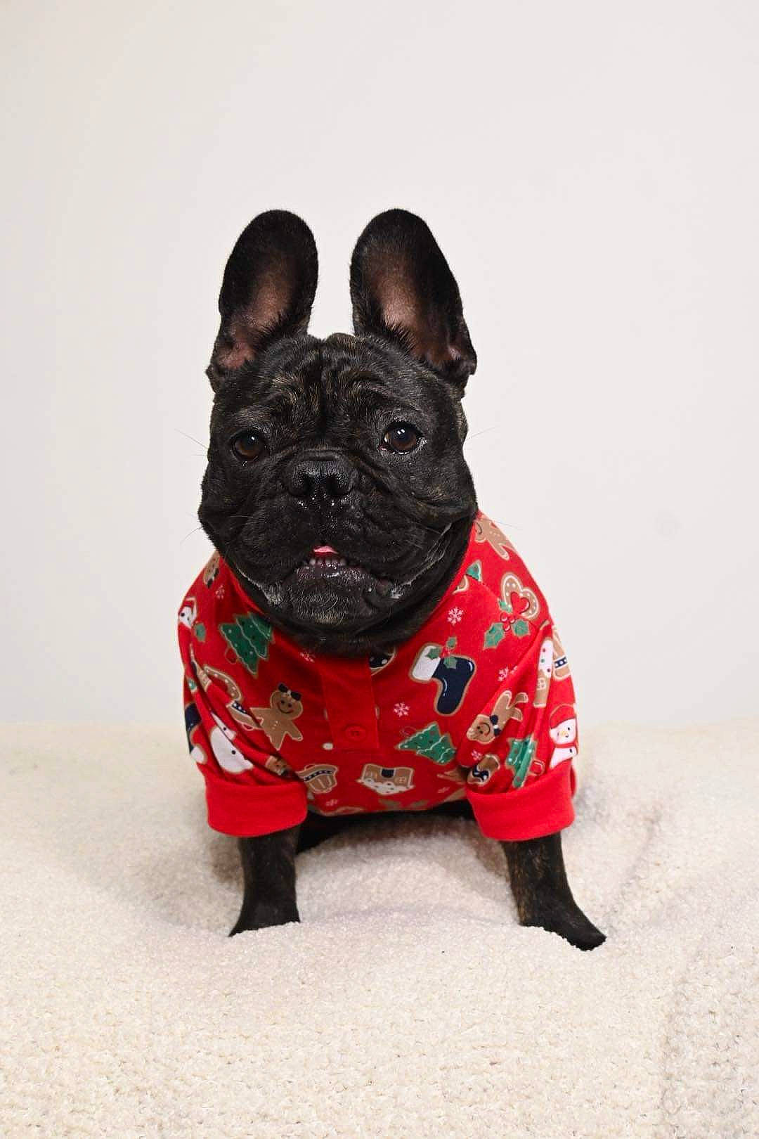 Lilo joined the competition — help win amazing prizes! bulldog, canidae, carmine, carnivore, collar, companion_dog, dog, dog_breed, dog_collar, dog_supply, fawn, french_bulldog, pug, sculpture, snout, sporting_group, terrestrial_animal, toy_dog, whiskers, working_animal