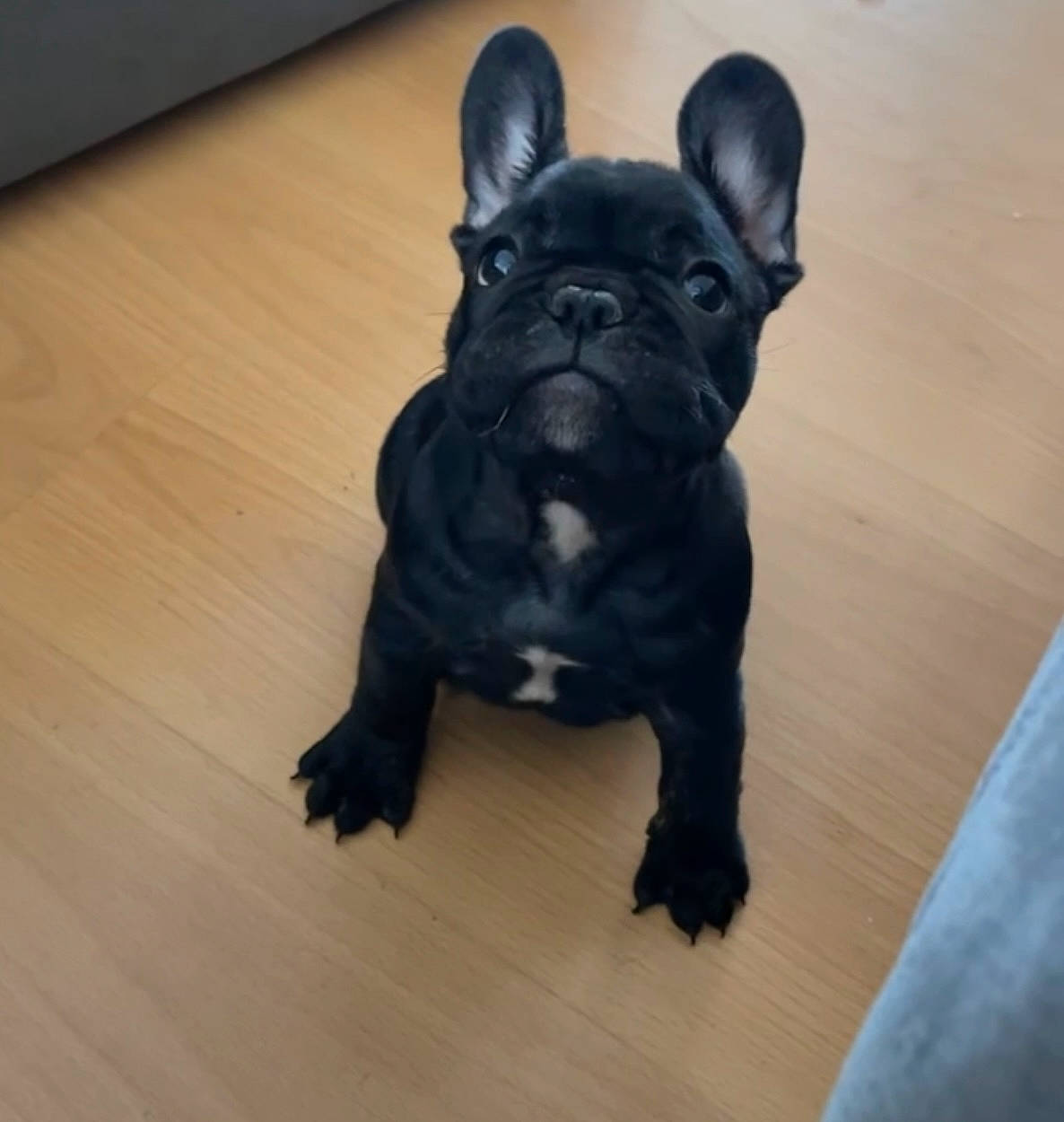Lilo joined the competition — help win amazing prizes! bulldog, canidae, carnivore, companion_dog, dog, dog_breed, fawn, flooring, french_bulldog, hardwood, sculpture, snout, sporting_group, tail, terrestrial_animal, toy_dog, whiskers, wood, working_animal, wrinkle