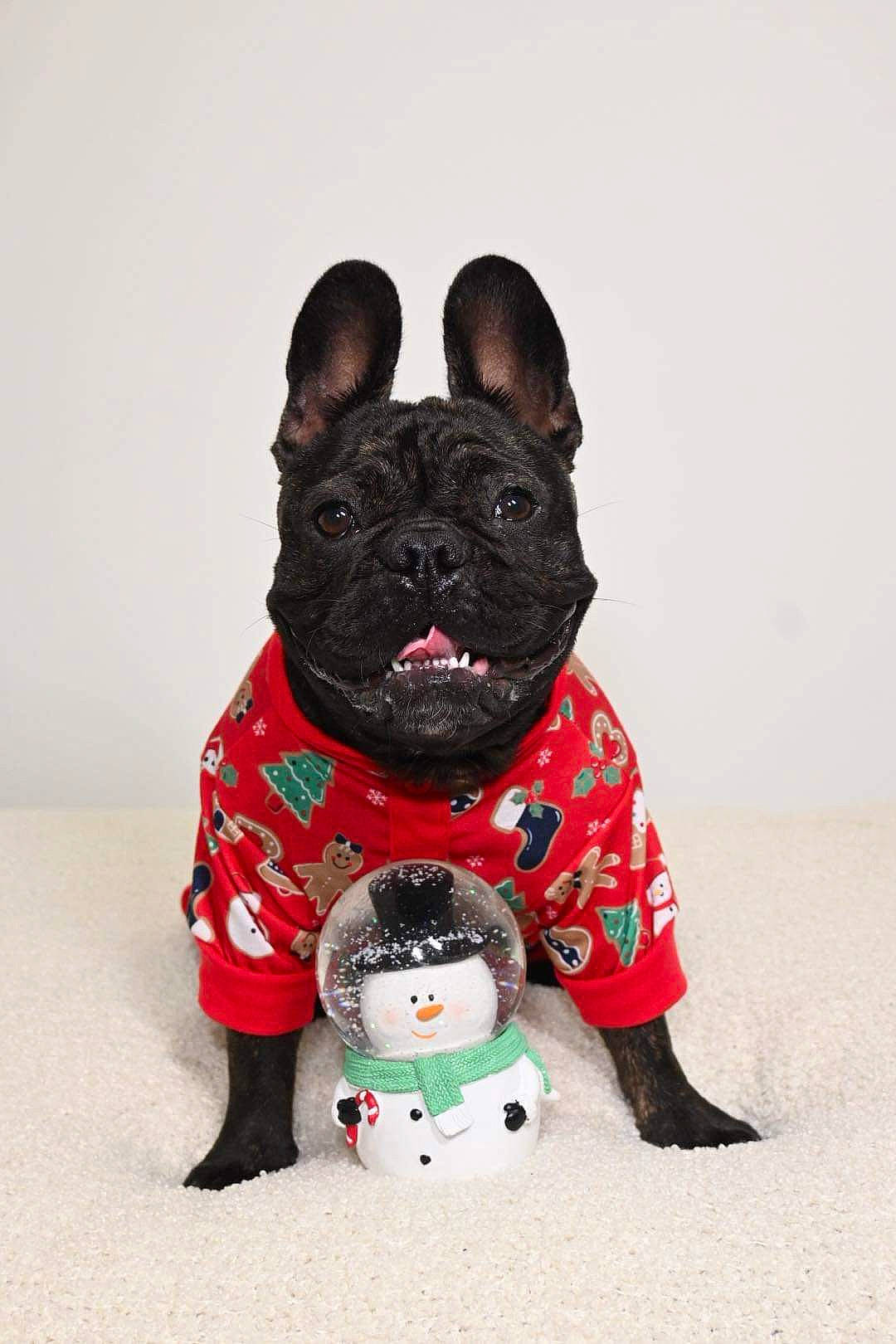 Lilo joined the competition — help win amazing prizes! canidae, carmine, carnivore, companion_dog, dog, dog_breed, dog_supply, fashion_accessory, fawn, fictional_character, fur, pattern, sculpture, snout, sporting_group, terrestrial_animal, toy, toy_dog, whiskers, working_animal