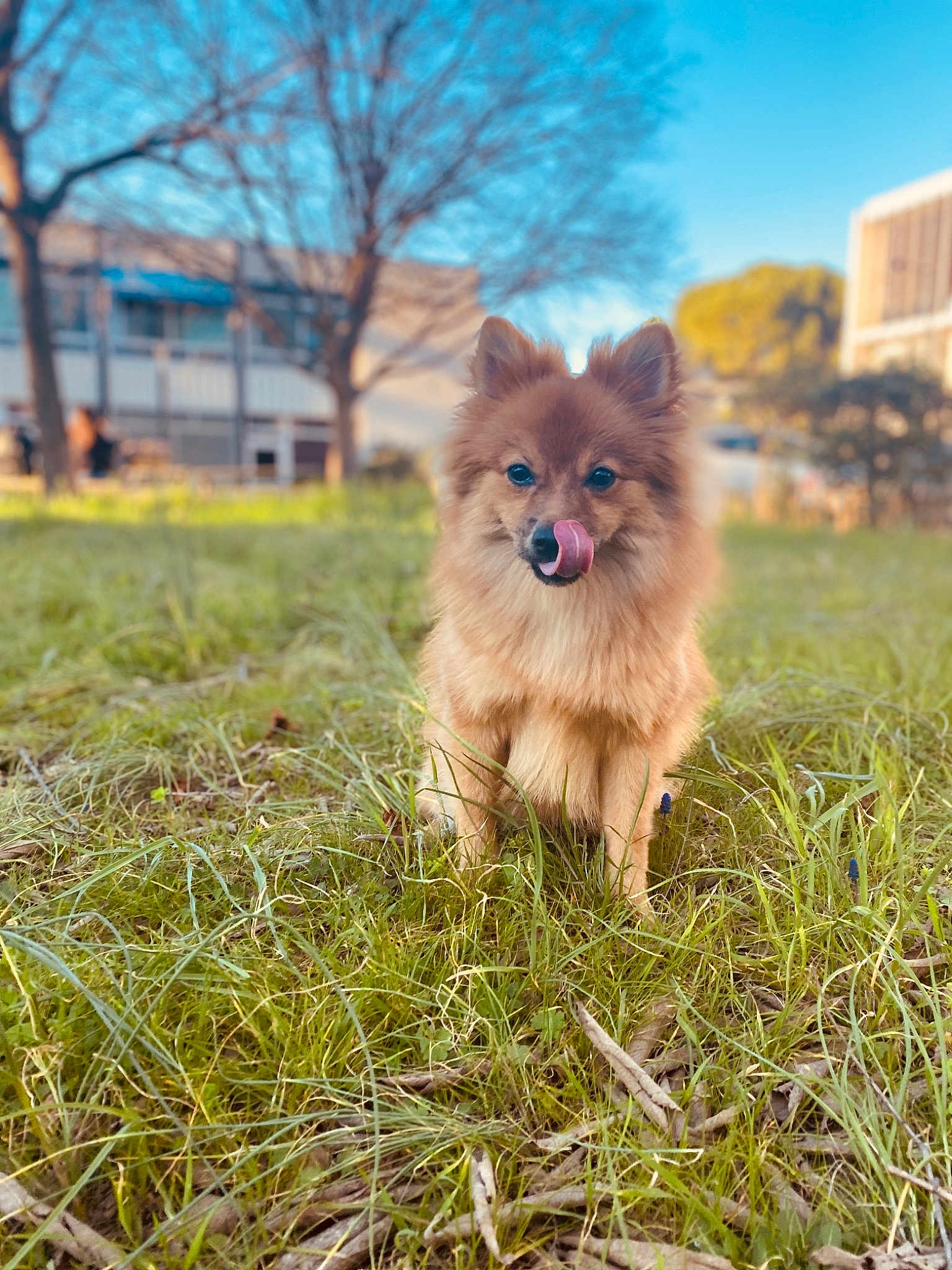 Cookie