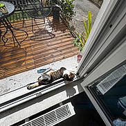 Ariel participe au concours pour gagner de l'argent avec cette photo : cat, sunlight, doorway, screen_door, wooden_deck, plant, pet, relaxation, shadow, indoor_outdoor, window, home, animal, striped_cat, resting, daylight, quiet, calm, domestic, nature