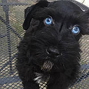 Skyler is registered to the contest to win money with this photo: adorable, animal, black_dog, blue_eyes, close_up, curious, cute, dog, face, fluffy, fur, looking_up, metal_mesh, outdoor, pet, puppy, sitting, small_dog, table, young_dog