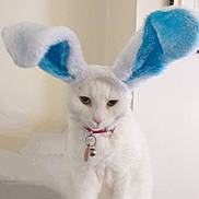 Miss Kitty joined the competition — help win amazing prizes! cat, white_cat, bunny_ears, costume, pet, indoor, feline, collar, bell, animal, cute, fluffy, ears, sitting, portrait, funny, expression, domestic_cat, house_pet, cute_pet