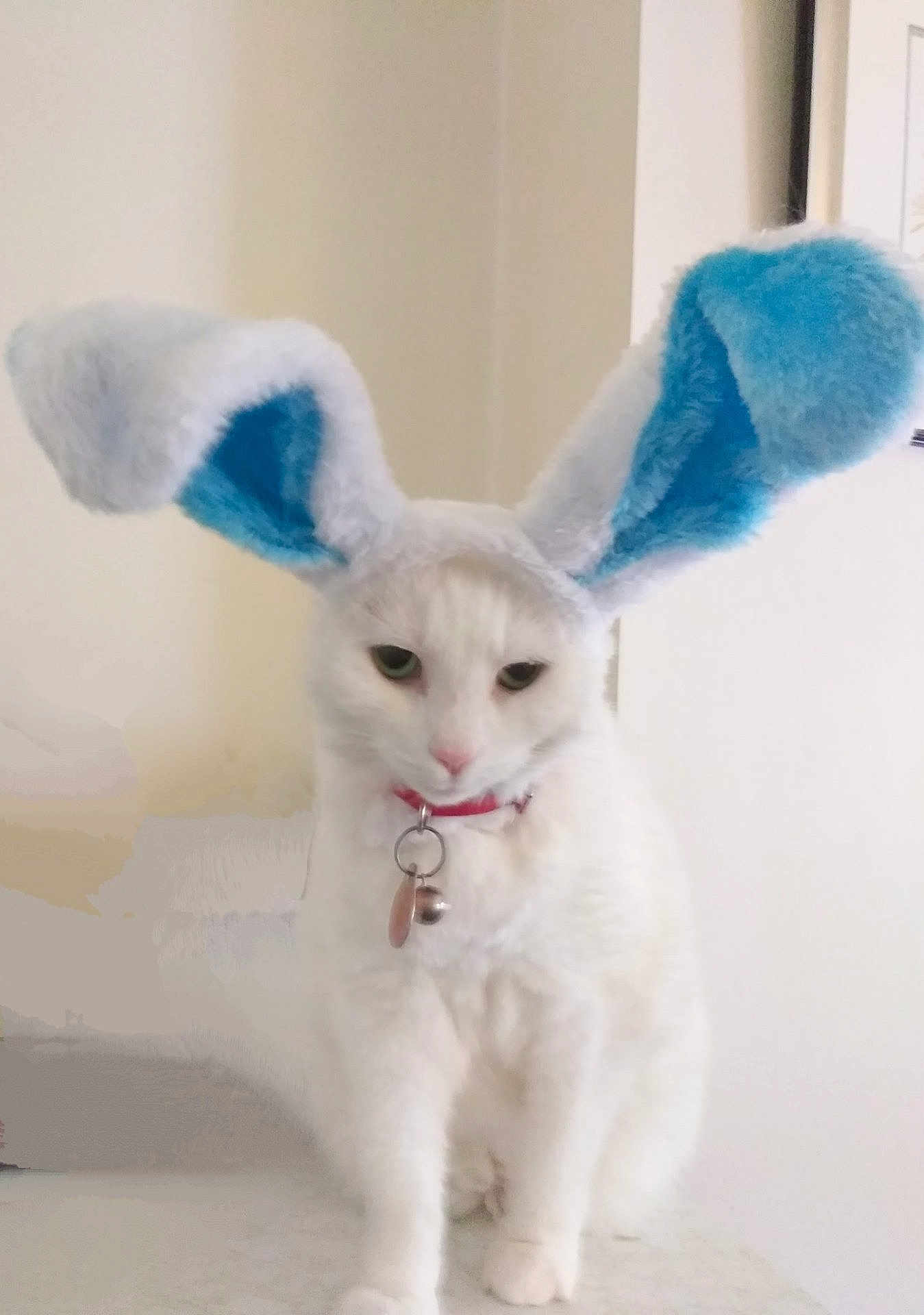 Miss Kitty
