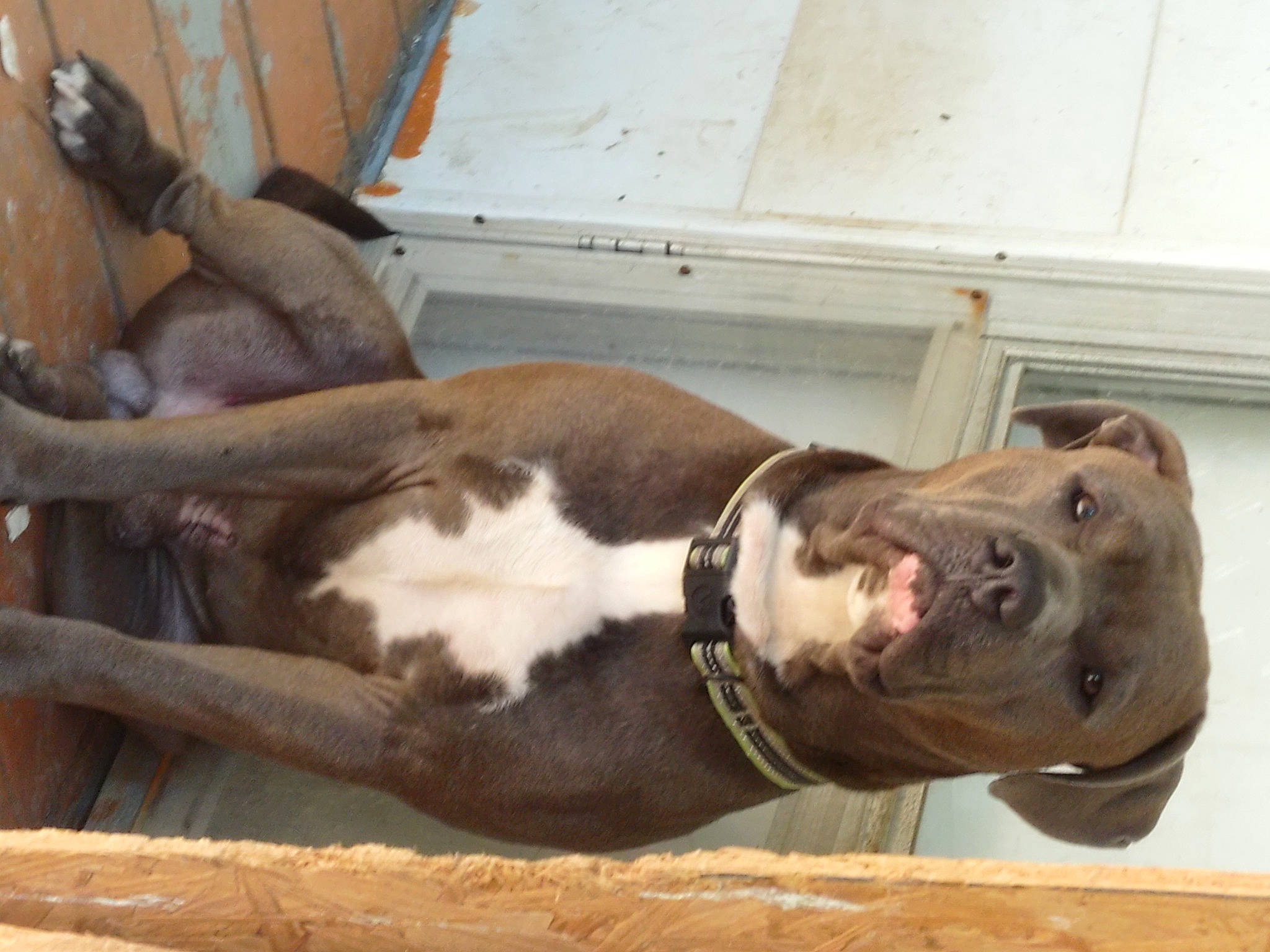 Gunner is registered to the contest to win money with this photo: canidae, carnivore, collar, companion_dog, dog, dog_breed, dog_collar, fawn, liver, mammal, non_sporting_group, pet_supply, snout, sporting_group, tail, terrestrial_animal, whiskers, wood, working_animal, working_dog