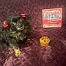 Piper joined the competition — help win amazing prizes! dog, small_dog, black_dog, red_bows, cupcake, purple_background, plush_fabric, princess_sign, crown, pet, animal, cute, indoor, portrait, decor, snack, food, celebration, furry, sitting