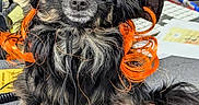 Piper is registered to the contest to win money with this photo: dog, small_dog, black_dog, witch_hat, orange_hair, costume, pet, animal, office, desk, keyboard, papers, pen, cute, curly_hair, fur, sitting, indoor, closeup, portrait