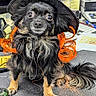 dog, small_dog, black_dog, witch_hat, orange_hair, costume, pet, animal, office, desk, keyboard, papers, pen, cute, curly_hair, fur, sitting, indoor, closeup, portrait