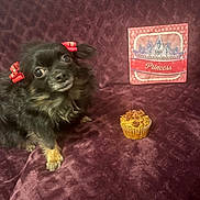 Piper is registered to the contest to win money with this photo: dog, small_dog, black_dog, red_bows, cupcake, purple_background, plush_fabric, decorative_sign, princess, crown, pet, cute, portrait, indoor, animal, fur, ears, food, celebration, posing