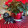 Piper joined the competition — help win amazing prizes! dog, small_dog, poinsettia, plant, red_leaves, table, tablecloth, checkered_pattern, indoor, decor, flower_pot, leaf, fur, pet, animal, wooden_chair, bowl, black_fur, brown_fur, sitting