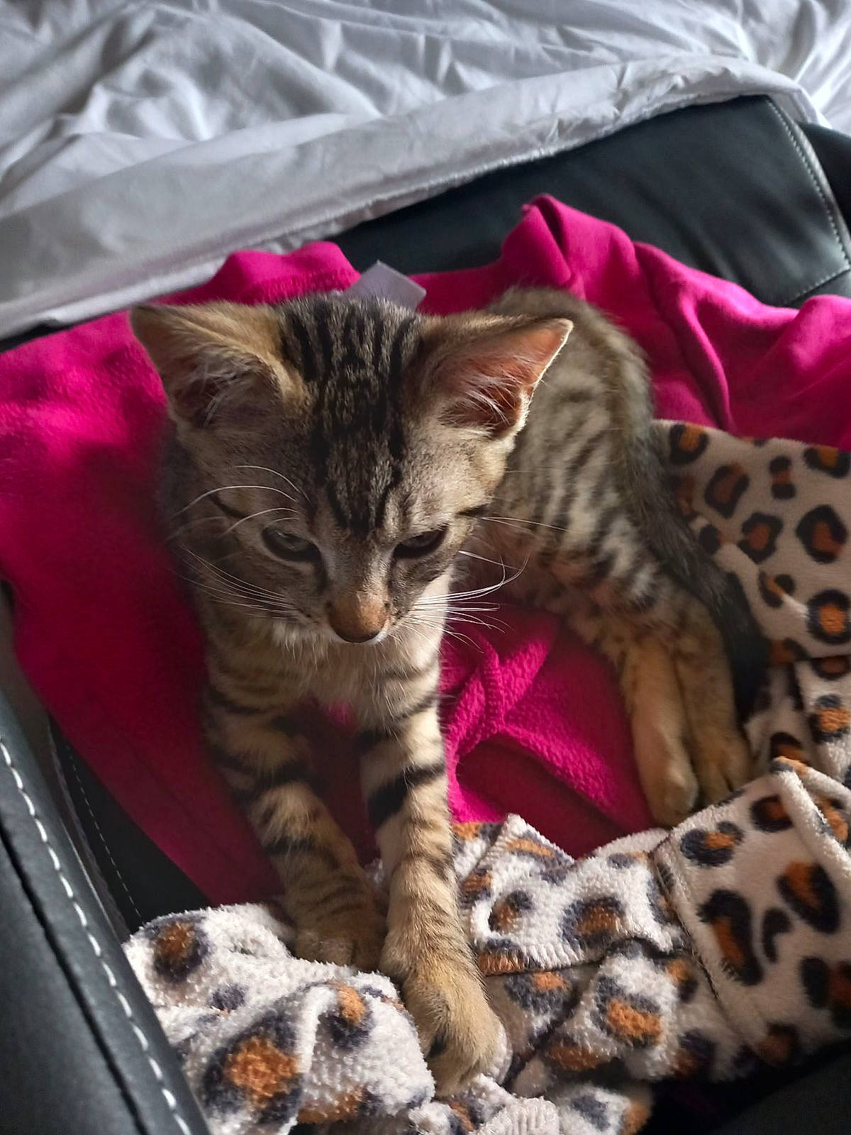 Gluglu participe au concours pour gagner de l'argent avec cette photo : carnivore, cat, claw, comfort, domestic_short_haired_cat, fawn, felidae, fur, linens, mammal, nap, pattern, paw, pink, small_to_medium_sized_cats, tail, terrestrial_animal, vertebrate, whiskers, wildlife