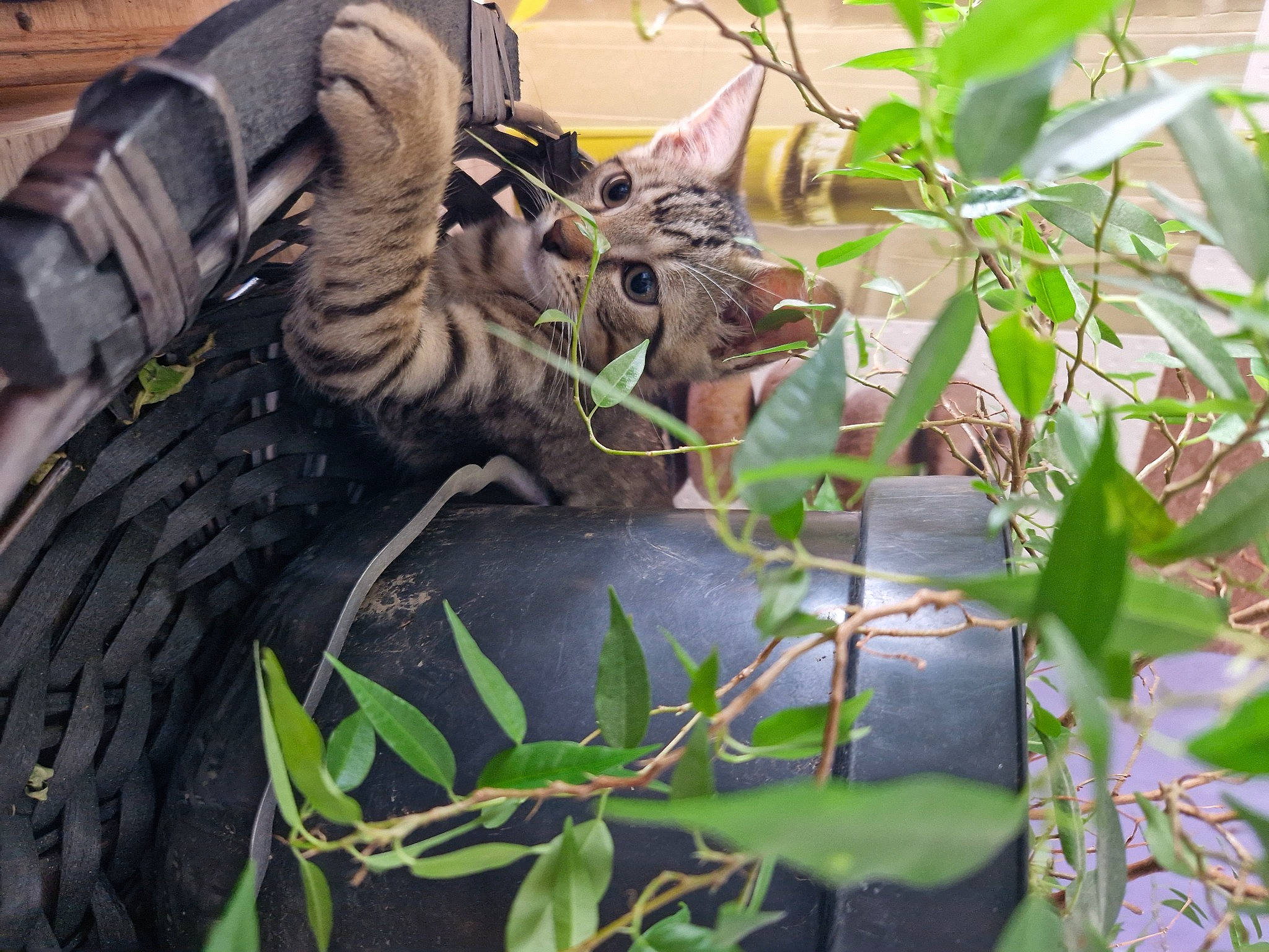 Gluglu a rejoint le concours — aidez-le/la à gagner de superbes lots ! automotive_tire, automotive_wheel_system, carnivore, cat, felidae, grass, houseplant, iguania, metal, plant, reptile, scaled_reptile, sculpture, small_to_medium_sized_cats, tail, terrestrial_animal, terrestrial_plant, twig, whiskers, wood