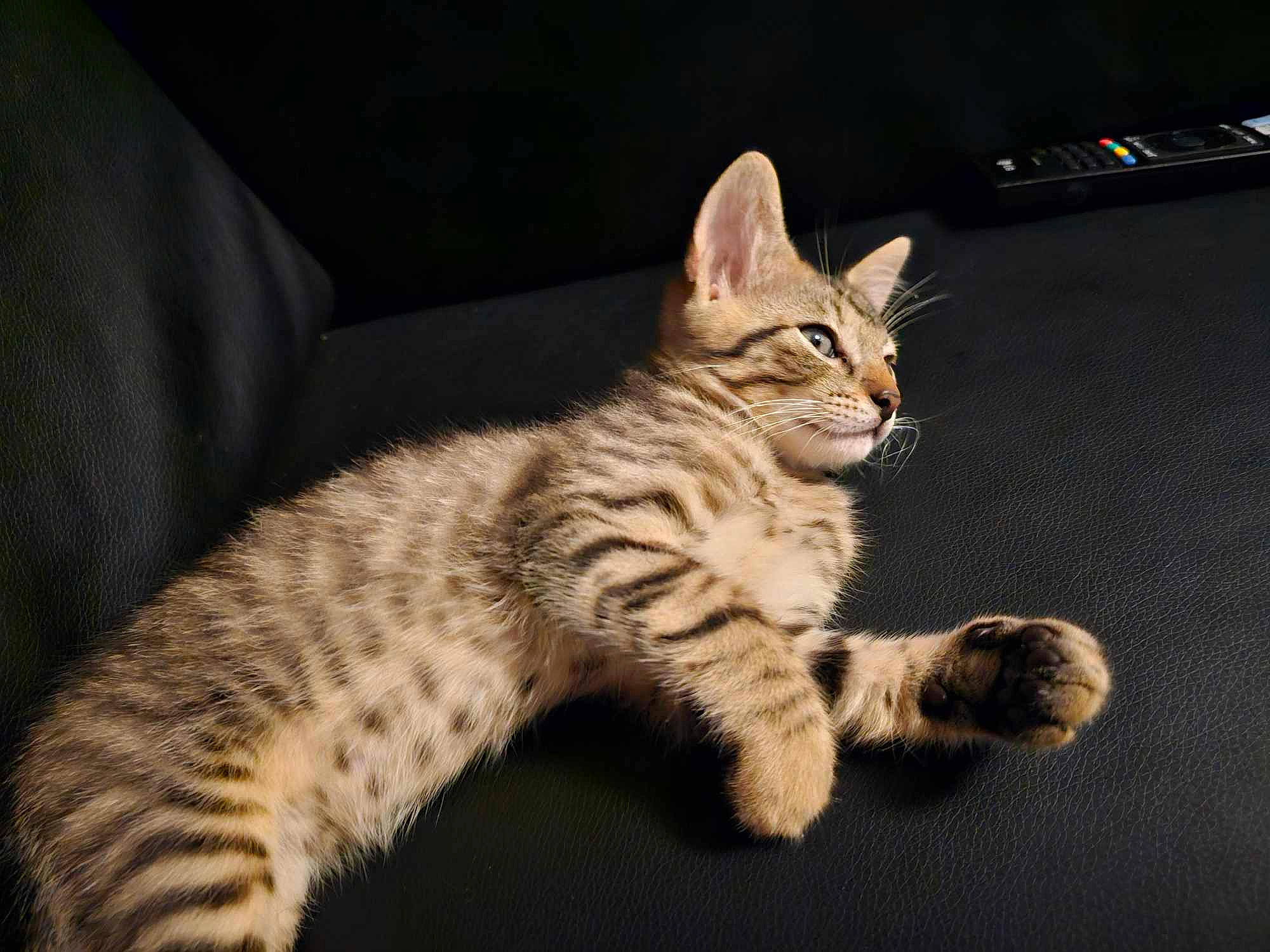 Gluglu a rejoint le concours — aidez-le/la à gagner de superbes lots ! carnivore, cat, claw, computer_keyboard, couch, domestic_short_haired_cat, eye, felidae, foot, fur, paw, sitting, small_to_medium_sized_cats, snout, tail, terrestrial_animal, whiskers