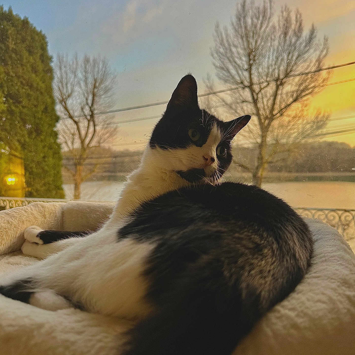 Toscane participe au concours pour gagner de l'argent avec cette photo : abyssinian, animal, architecture, armchair, blanket, building, cat, chair, couch, furniture, indoors, kitten, livingroom, manx, nature, outdoors, pet, plant, sky, tree