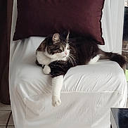 Helios a rejoint le concours — aidez-le/la à gagner de superbes lots ! cat, chair, comfortable, cushion, domestic_animal, feline, fur, home, household_furniture, indoor, looking_away, mammal, paw, pet, relaxed, resting, side_view, tabby_cat, tile_floor, white_fur