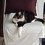 cat, chair, comfortable, cushion, domestic_animal, feline, fur, home, household_furniture, indoor, looking_away, mammal, paw, pet, relaxed, resting, side_view, tabby_cat, tile_floor, white_fur