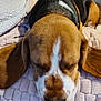 dog, beagle, sleeping, ears, blanket, cozy, closeup, pet, fur, brown, white, black, texture, indoors, resting, snout, cute, animal, relaxation, comfort