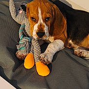 Armani a rejoint le concours — aidez-le/la à gagner de superbes lots ! beagle, puppy, dog, toy, plush_toy, cushion, gray_cushion, orange_feet, sleepy, pet, animal, paw, fur, cute, indoors, resting, closeup, nose, ear, companion