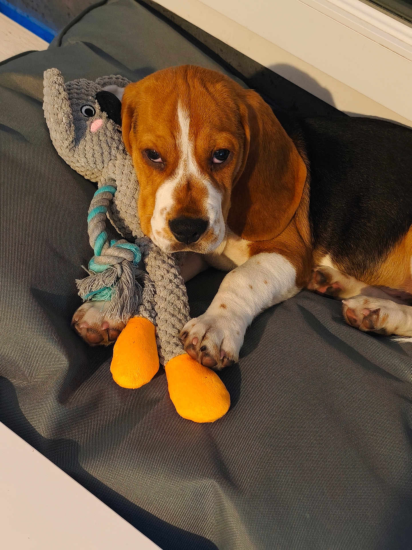 Armani a rejoint le concours — aidez-le/la à gagner de superbes lots ! beagle, puppy, dog, toy, plush_toy, cushion, gray_cushion, orange_feet, sleepy, pet, animal, paw, fur, cute, indoors, resting, closeup, nose, ear, companion