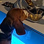 dog, snack, table, countertop, blue_light, bag, plastic_container, food, indoor, beagle, curious, pet, ear, brown, white, black, reflection, kitchen, glass, coaster