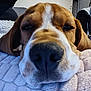 dog, nose, sleepy, blanket, indoor, pet, closeup, brown, white, fur, snout, relaxing, cute, canine, resting, ears, face, home, cozy, animal