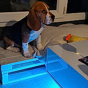 Armani participe au concours pour gagner de l'argent avec cette photo : animal, beagle, blanket, blue_light, calm, cozy, dog, floor, furniture, home, indoor, pet, puppy, reflection, side_view, sitting, table, toy, window, wooden_pallet