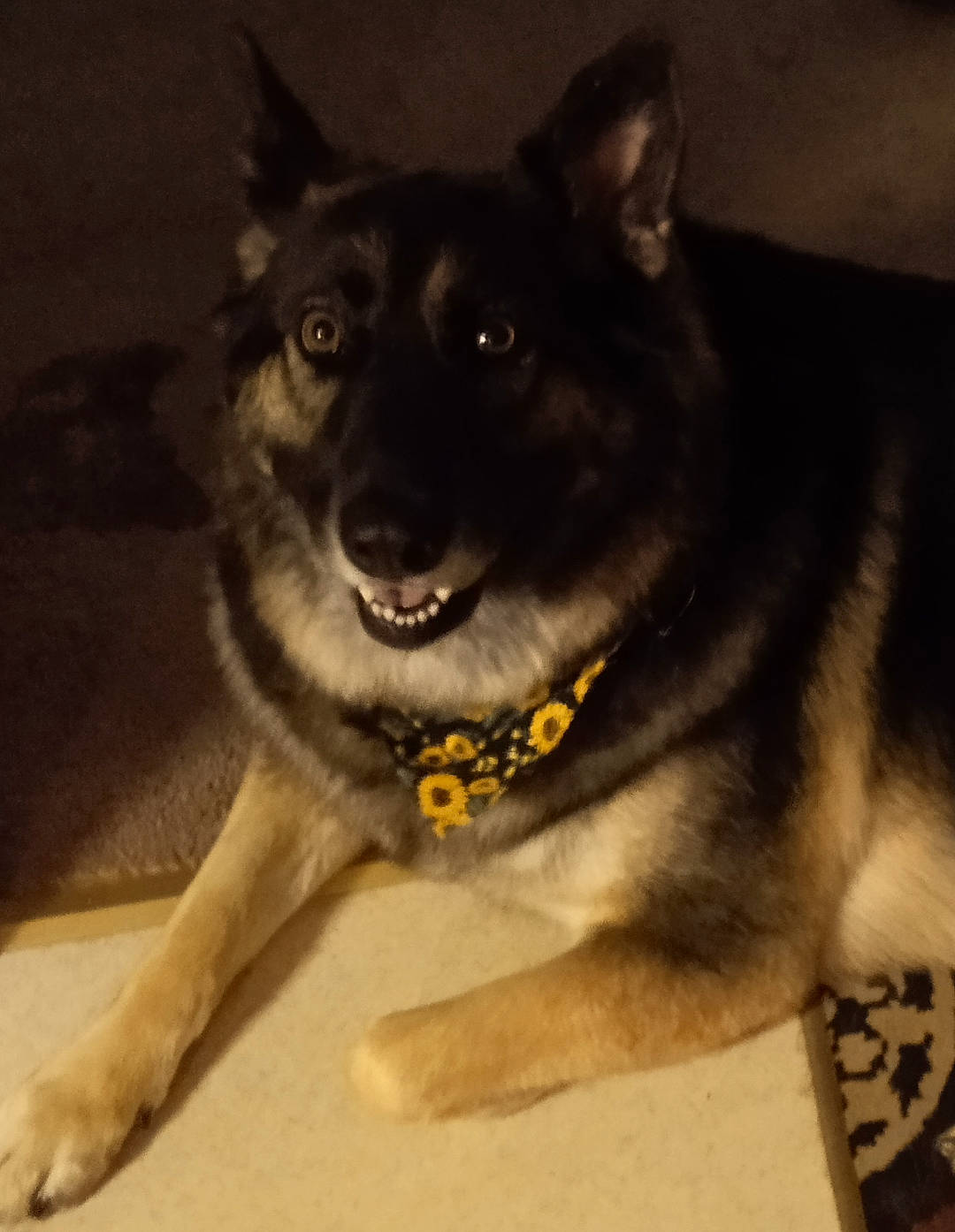 Phoebe joined the competition — help win amazing prizes! ancient_dog_breeds, canidae, carnivore, companion_dog, dog, dog_breed, door, fur, german_shepherd_dog, guard_dog, herding_dog, jaw, pet_supply, snout, sporting_group, terrestrial_animal, whiskers, working_animal, working_dog