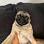 Stella is registered to the contest to win money with this photo: pug, dog, pet, animal, indoor, couch, hand, fur, closeup, expression, wide_eyes, holding, face, mammal, domestic_animal, cute, small_dog, companion, furniture, resting